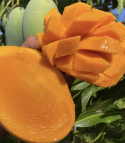 Malika Dwarf Cold Hardy Grafted Mango Tree. 2-4 Feet Tall