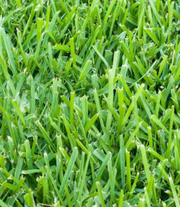 St. Augustine Sod Pallet 500 Sq. Ft.
